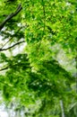 Maple verdure Royalty Free Stock Photo