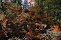 Maple Vine in Fall Season Orregon USA Royalty Free Stock Photo