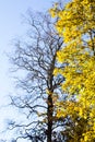 A maple with yellow autumn leaves against a dry black tree and both against a blue sky Royalty Free Stock Photo