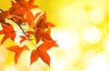 Maple on Yellow Bokeh background Royalty Free Stock Photo