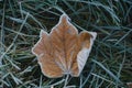 Maple Yellow Frosty Leaf on the Grass on a Cold Frosty Morning. Nature Background Covered with Frost in the Autumn or Royalty Free Stock Photo