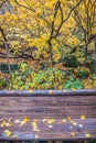 Maple yellow leaf on bench