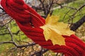 Maple yellow leaf tangled in a red knitted scarf on a tree in the autumn forest. Autumn concept Royalty Free Stock Photo