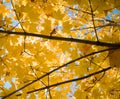 tree branch maple yellow leaf sunlight outdoor bokeh background blue sky Royalty Free Stock Photo