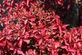 A red Flowers maple leaf in the street