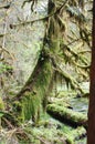 Maples on the Hall of Mosses Trail