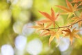 Maples leafs background Royalty Free Stock Photo