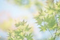 Maples leafs background in sunset Royalty Free Stock Photo