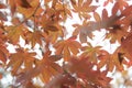 Maples leafs Royalty Free Stock Photo