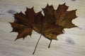 Maples Leafs Royalty Free Stock Photo