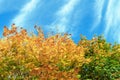 Maples trees with yellow and green leaves against the background of a blue sky. Autumn landscape Royalty Free Stock Photo