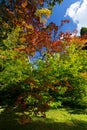 Maples in Westonbirt Arboterum 1