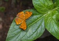 Maplet Butterfly pair at Garo Hills,Meghalaya,India Royalty Free Stock Photo