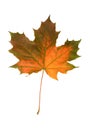 Mapple fall leaf Royalty Free Stock Photo