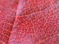 Mapple leaf Royalty Free Stock Photo