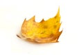 Mapple leaf Royalty Free Stock Photo