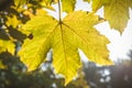 Mapple leaves in autumnal colors