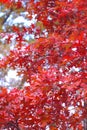 Mapple red leafs Royalty Free Stock Photo