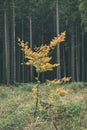 mapple tree leaves in autumn against dark background - vintage f Royalty Free Stock Photo