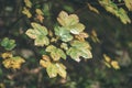 mapple tree leaves in autumn against dark background - vintage f Royalty Free Stock Photo