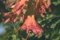 mapple tree leaves in autumn against dark background - vintage f Royalty Free Stock Photo