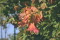 mapple tree leaves in autumn against dark background - vintage f Royalty Free Stock Photo