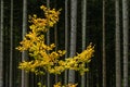 Mapple tree leaves in autumn against dark background Royalty Free Stock Photo