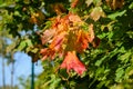 mapple tree leaves in autumn against dark background Royalty Free Stock Photo