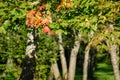 mapple tree leaves in autumn against dark background Royalty Free Stock Photo