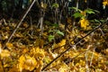 mapple tree leaves in autumn against dark background Royalty Free Stock Photo