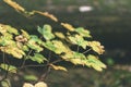 mapple tree leaves in autumn against dark background - vintage f Royalty Free Stock Photo