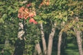 mapple tree leaves in autumn against dark background - vintage f Royalty Free Stock Photo