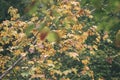 mapple tree leaves in autumn against dark background - vintage f Royalty Free Stock Photo