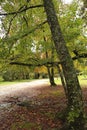 Mapple trees just before fallen season Royalty Free Stock Photo