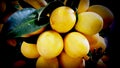 Maprang thai fruit, Plum Mango, tropical Thai fruit, Mayongchid, Fresh ripe Marian Plum, Food available to everyone