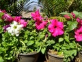 Mapro garden beautiful flowers arrange