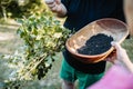 Mapuche people picking superfood maqui berry into wooden tray. Aristotelia chilensis