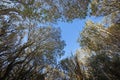 Maquis shrubland from Brijuni National Park