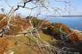 Maquis shrubland in early spring Royalty Free Stock Photo