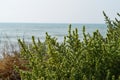 Close-up of Maquis Shrubland and the Mediterranean Sea in the Background, Sicily, Italy, Europe