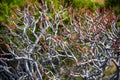 Maquis Shrubland in Sardinia Royalty Free Stock Photo