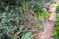 Maquis Shrubland in Sardinia Royalty Free Stock Photo