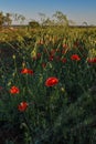 Maquis with weeds, maquis grow in the field, maquis red,