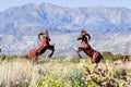 Mar 18, 2019 Borrego Springs / CA / USA - metal sculptures of fighting male bighorn sheep, close to Anza-Borrego Desert State Park Royalty Free Stock Photo