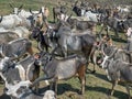 Cattle grazing in open ground near pond hinglaj village near Idar Sabarkantha Gujarat Royalty Free Stock Photo