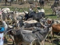 Cattle grazing in open ground near pond hinglaj village near Idar Sabarkantha Gujarat Royalty Free Stock Photo