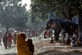 Elephant for sale in Sonepur cattle fair near Patna Bihar