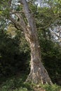 Gaint green tree branches Bottom view of tall old trees in evergreen forest, as natural background.Kota