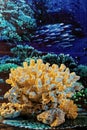 Marine life Orange coral in Ocean Background studio shot