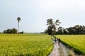 Rural dirt road tropical green rice field and bicycle tour in Ko Royalty Free Stock Photo